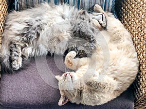 Two cute cats sleeping together on an armchair at home