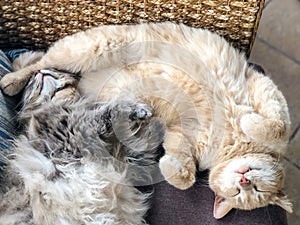 Two cute cats sleeping together on an armchair at home