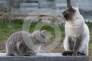 Two cute cats are sleeping on a wooden bench, against the background of the wall of the old house, in the spring evening, in the