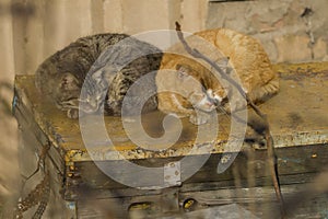 Two cute cats are sleeping on a wooden bench . Rustic Background