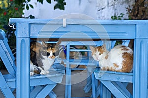 Two cute cats sleeping on wooden chairs.