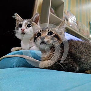 two cute cats on the sofa