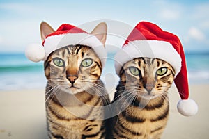 Two cute cats wearing Santa's hats and celebraiting on the tropical beach