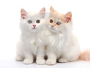 Two cute cats on white