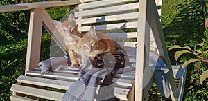 Two cute charming red kittens are sitting together on the street with a camera.