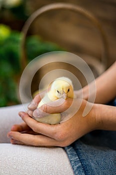 Two cute chicks and pieces of eggshell on beige background. Baby animals