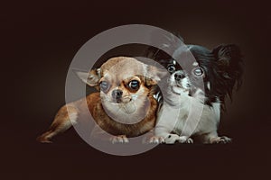 Two Cute Chihuahua Dogs. Studio shot