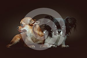 Two Cute Chihuahua Dogs. Studio shot