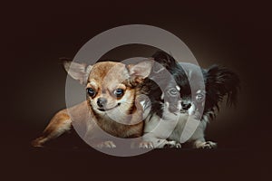 Two Cute Chihuahua Dogs. Studio shot