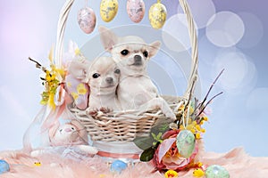 Two cute Chihuahua puppies in a basket.