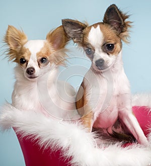 Two cute chihuahuas