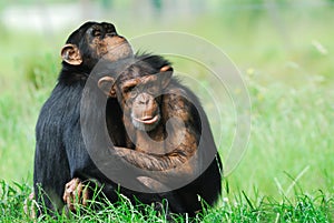 Two cute chimpanzees