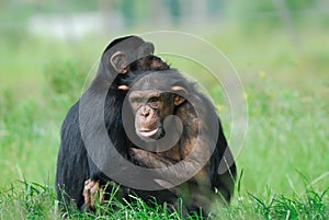 Two cute chimpanzees