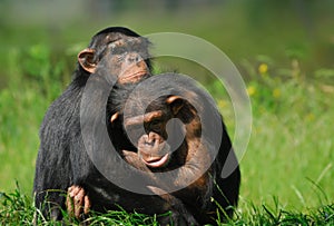 Two cute chimpanzees