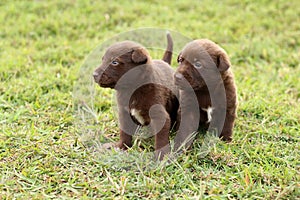 Two cute chocolate colored puppies