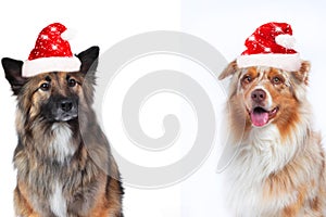 Two cute christmas dogs omn white background