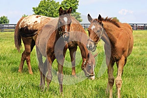 Two Cute Colts