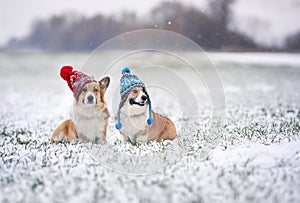 Two cute Corgi dog puppies are sitting in the Park in funny knitted warm hats on a snowy winter day on the grass