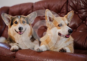 Two cute corgi dogs on a sofa