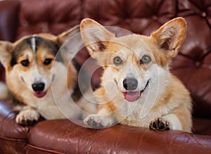 Two cute corgi dogs on a sofa