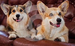 Two cute corgi dogs on a sofa