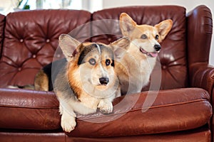 Two cute corgi dogs on a sofa