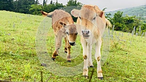 Two cute cows in green field look to camera enjoy freedom on hillside summer