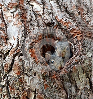 Two cute curious faces photo