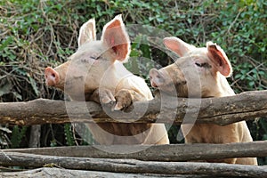 Two cute and curious Pigs