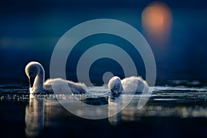 Two Cygnets on Deep Blue Water photo