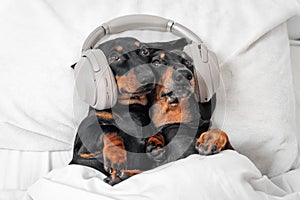 Two cute dachshunds lie in embrace on bed with their heads on pillow and listen to music, interesting podcast or bedtime