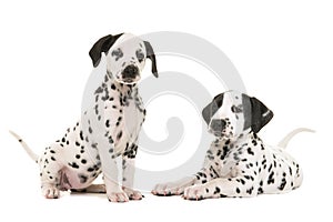 Two cute dalmatian puppy dogs