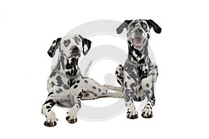 Two cute dalmatians lying in a white background photo studio