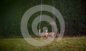 Two cute deer in the valley with a blurred background