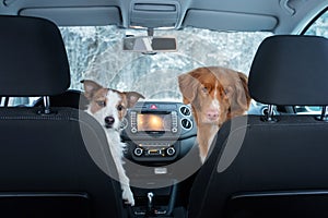 Two cute dogs in the car on the seat look. A trip with a pet. Nova Scotia Duck Tolling Retriever and a Jack Russell Terrier