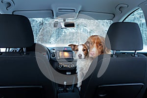 Two cute dogs in the car on the seat look. A trip with a pet. Nova Scotia Duck Tolling Retriever and a Jack Russell Terrier