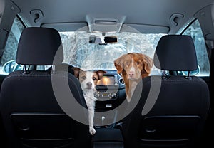 Two cute dogs in the car on the seat look. A trip with a pet. Nova Scotia Duck Tolling Retriever and a Jack Russell Terrier