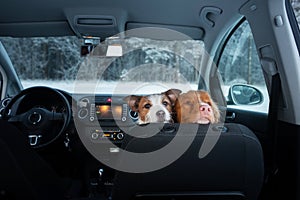 Two cute dogs in the car on the seat look. A trip with a pet. Nova Scotia Duck Tolling Retriever and a Jack Russell Terrier