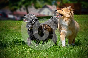 Two cute dogs chihuahua and sheltie on garden lawn