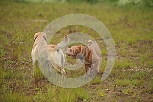 Two cute dogs, golden golden labrador and Shar pei , getting to know and greeting each other by sniffing