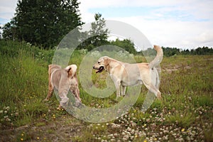 Two cute dogs, golden golden labrador and Shar pei , getting to know and greeting each other by sniffing