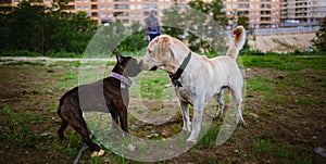 Two cute dogs, golden labrador and french bulldog, getting to know and greeting each other by sniffing photo