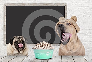 Two cute dogs licking their mouth, rolling tongue, waiting for kibble treats, sitting at table, with blank blackboard