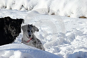 Two cute dogs playing in the snow