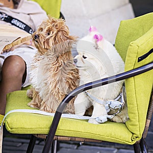 Two cute dogs sitting at the table of cafe with family, outdoor lifestyle. Pets ownership community, summer, relax vibe