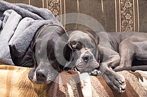 Two cute dogs sleeping