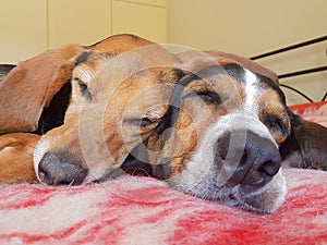 Two cute dogs sleeping side by side. A close up look of a funny and loving moment.