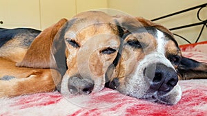 Two cute dogs sleeping side by side. A close up look of a funny and loving moment.