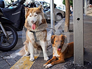 Two cute dogs on street