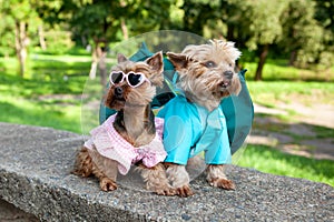 Two cute dogs, Yorkshire terrier breed.
